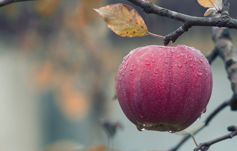 Juicy Fruit- Apples